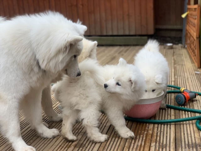 Samoyed Puppies 