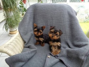 Yorkie Puppies 