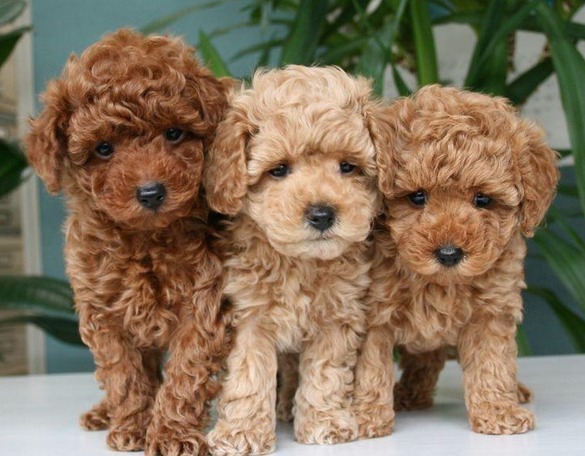 Poodle puppies ready now