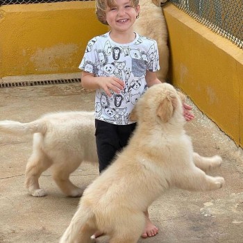 Adorable Labradore Retriever Puppies 