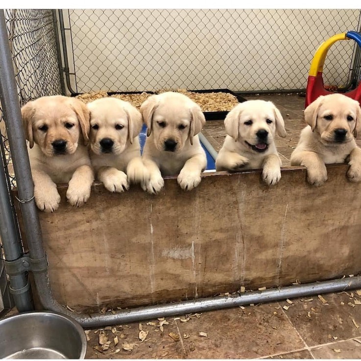 Adorable Labradore Retriever Puppies 