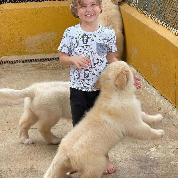 Adorable Labradore Retriever Puppies 