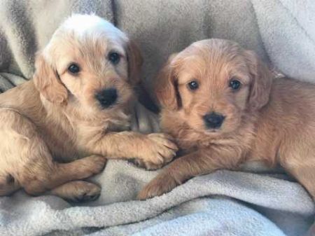 Cute Labradoodle Puppies ready to go