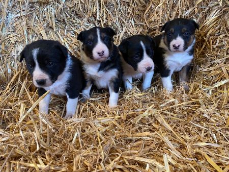 Adorable Border Collie Puppies 