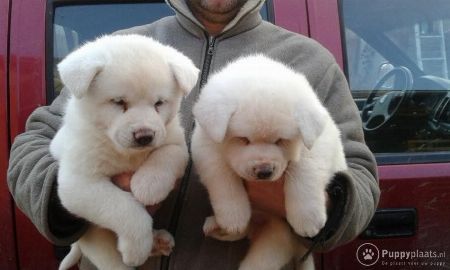 Cute Akita Puppies available