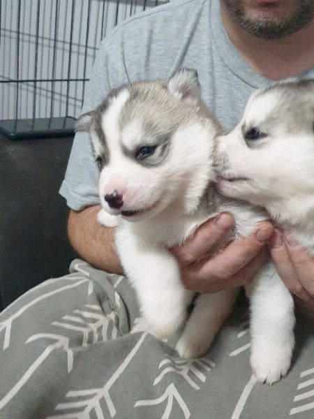 Adorable Alaskan Malamute Puppies 