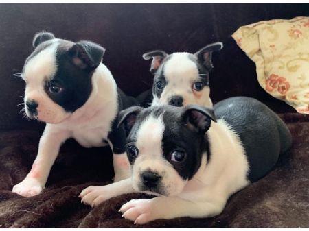 Boston Terrier puppies available now