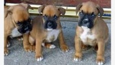 Male and female Boxer puppies available