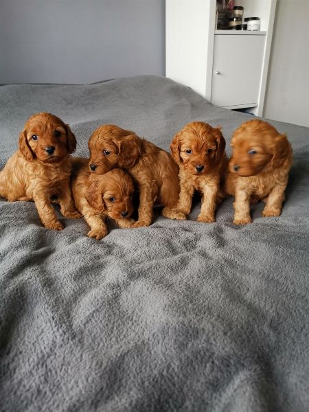 Friendly Cavapoo Puppies