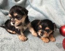 Cute Chorkie Puppies for home