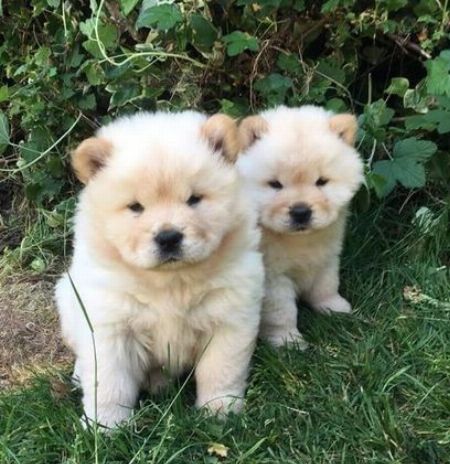 Pomeranian Puppies ready to go