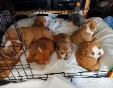 Adorable English Bulldogs available