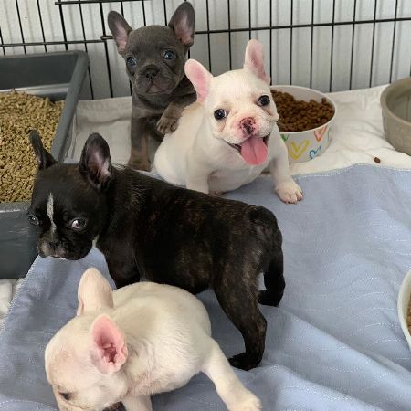 Adorable French Bulldog  Puppies