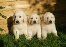 Golden Retriever Puppies ready to go