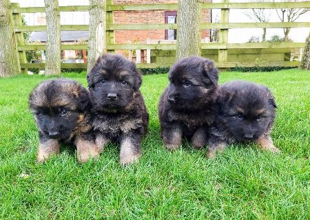 German Shepherd Puppies available