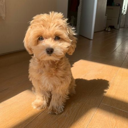 Maltipoo Puppies available