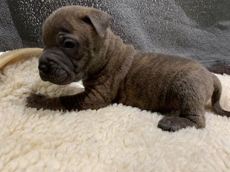 Adorable mastiff puppies for sale