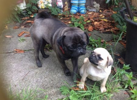 Adorable Pug Puppies