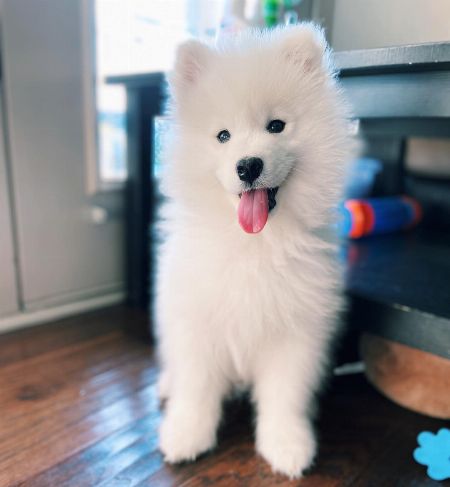 Adorable Samoyed Puppies available