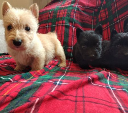 Scottish Terrier for sale 