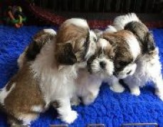 Shih Tzu Puppies Available