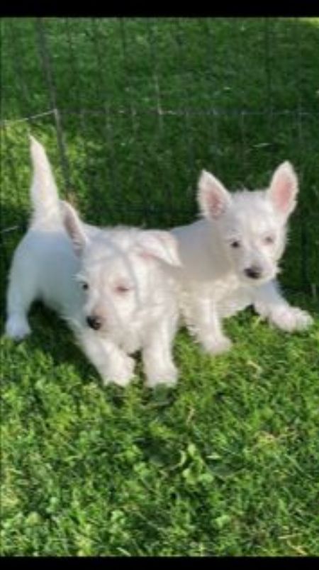 Adorable West Highland Terrier Puppies