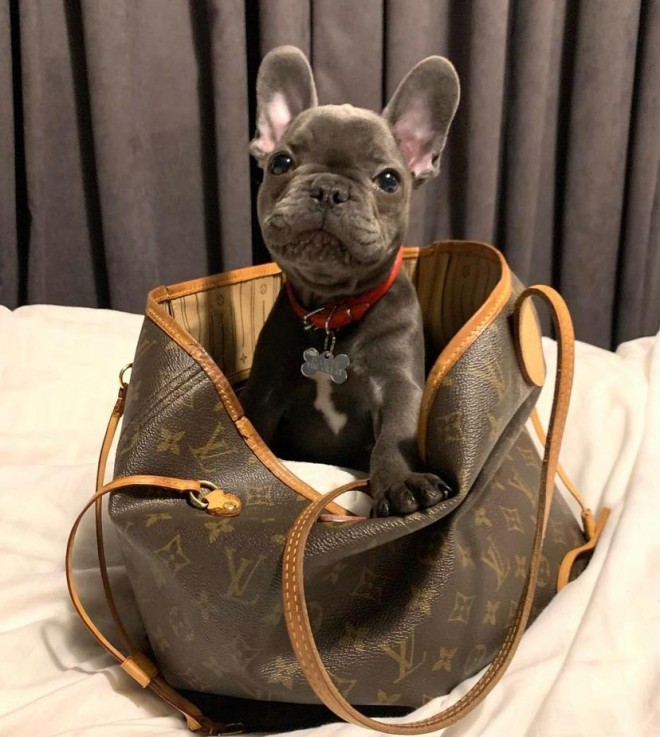 Cute French bulldog puppy for sale 