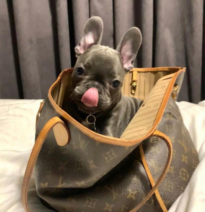 Cute French bulldog puppy for sale 