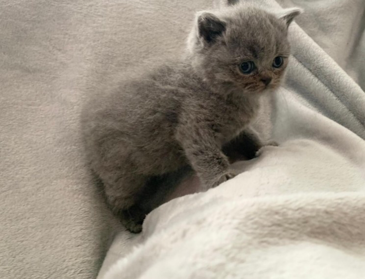 British short hair kitten for sale 