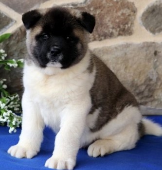 Lively Akita puppies for sale