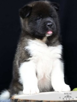 Versatile Akita puppies for sale