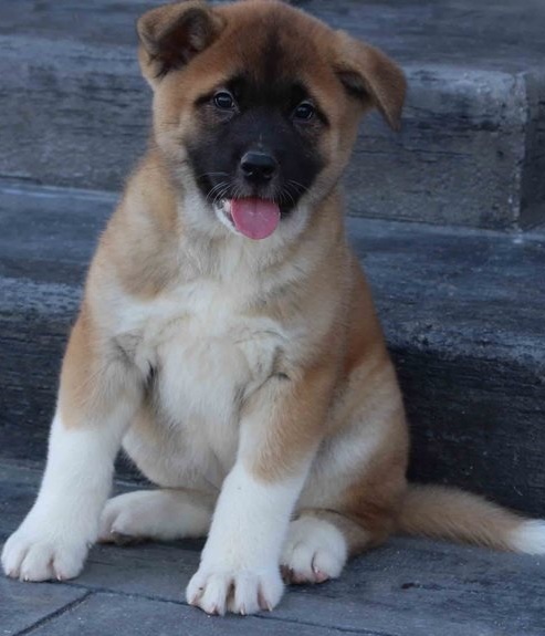 Amazing Akita puppies for sale