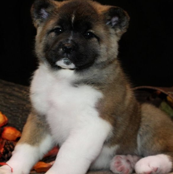 Fun-loving Akita puppies for sale