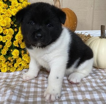 Well-travelled Akita puppies for sale