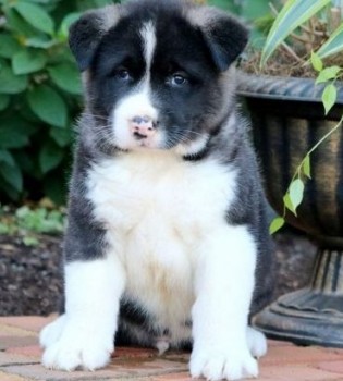 Outgoing Akita puppies for sale