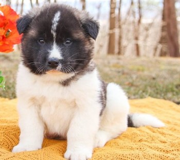 amicable Akita puppies for sale