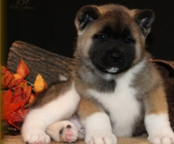 Perseverant Akita puppies for sale