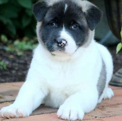 Enthusiastic Akita puppies for sale