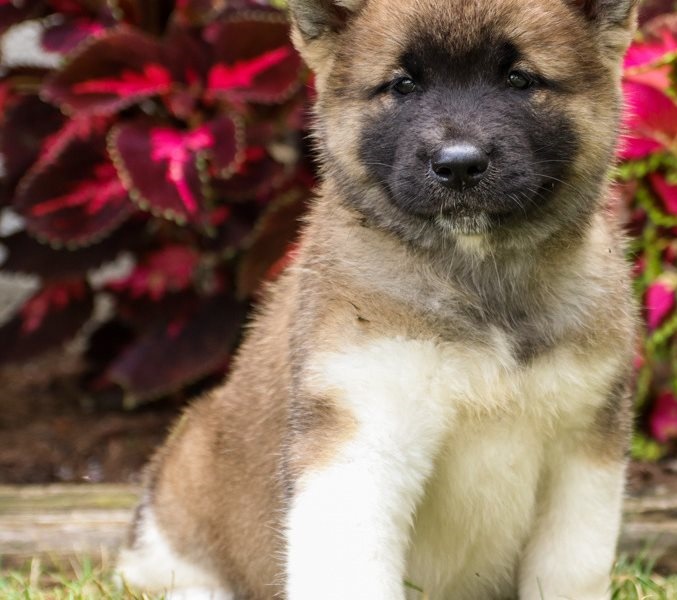 Humble Akita puppies for sale