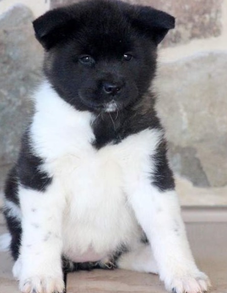 Courageous Akita puppies for sale