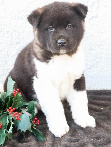 Generous Akita puppies for sale