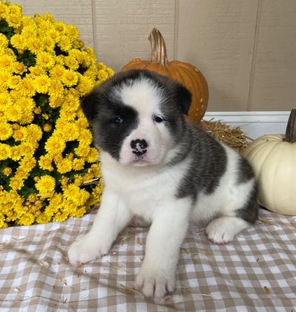 Magnetic Akita puppies for sale