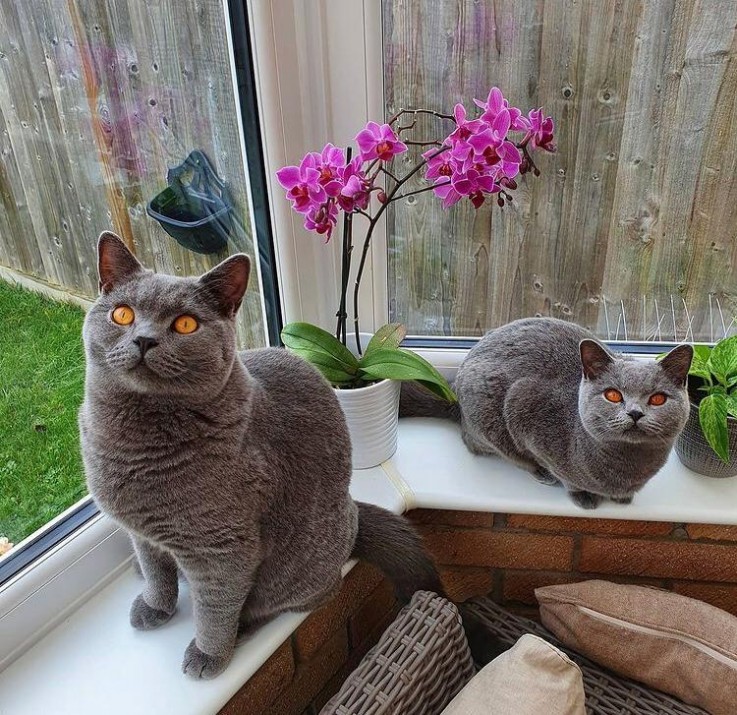 Fluffy British shorthair