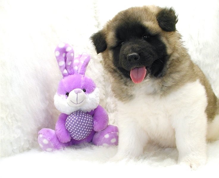 Zealous Akita puppies for sale