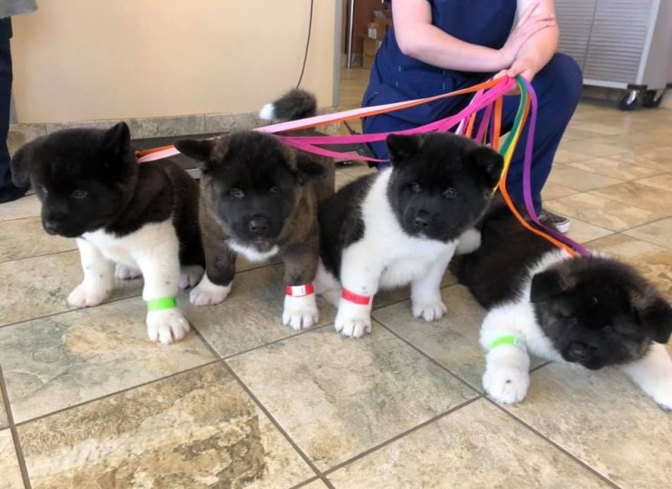 Intelligent Akita puppies