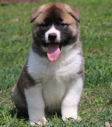 Reliable Akita puppies for sale