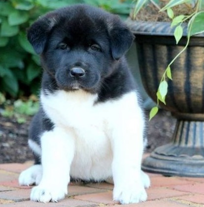 Strong Akita puppies for sale