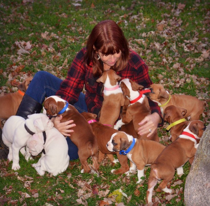 Super Adorable Boxer Puppies