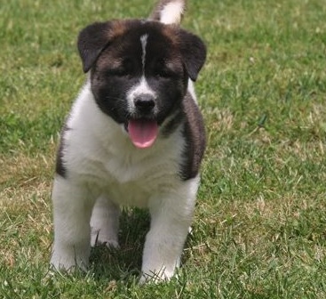 Kind Akita puppies for sale