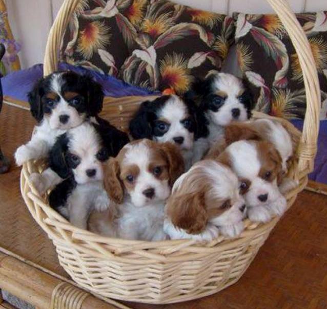 Cavalier King Charles Spaniel puppies